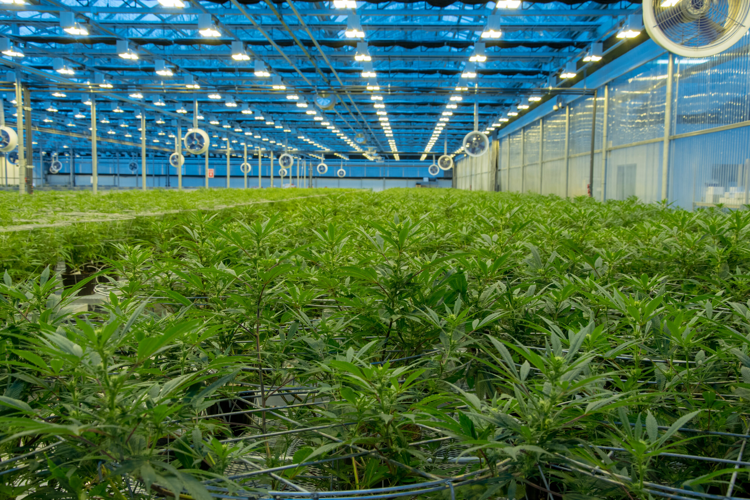 Tuyauterie mécanique de Canopy Growth